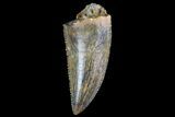 Serrated, Raptor Tooth - Morocco #74425-1